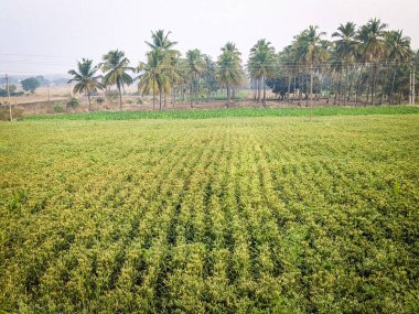 Milletler Tarım Arazisi Yeşillik Tarım Alanları