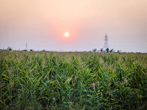 Çiftçilik Manzarası Üzerine Gün Doğumu Tarım Stoku Fotoğrafı