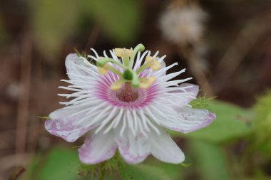 Pembe ve Beyaz Çiçeklerin Zarif Yakın Çekimi Tamamen Çiçek Açtı