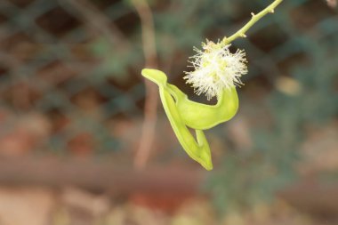 Manila Tamarind (Pithecellobium Dulce) Ağacın Üzerinde Olgun ve Olgunlaşmamış Jalebi Meyvesi