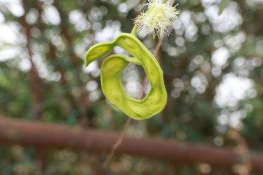 Manila Tamarind (Pithecellobium Dulce) Ağacın Üzerinde Olgun ve Olgunlaşmamış Jalebi Meyvesi