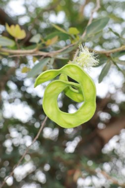 Manila Tamarind (Pithecellobium Dulce) Ağacın Üzerinde Olgun ve Olgunlaşmamış Jalebi Meyvesi