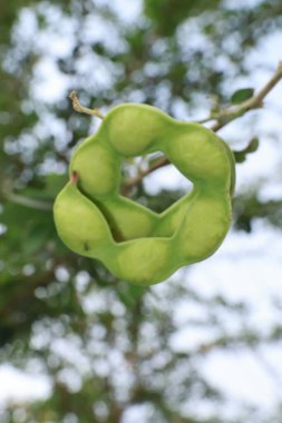 Manila Tamarind (Pithecellobium Dulce) Ağacın Üzerinde Olgun ve Olgunlaşmamış Jalebi Meyvesi