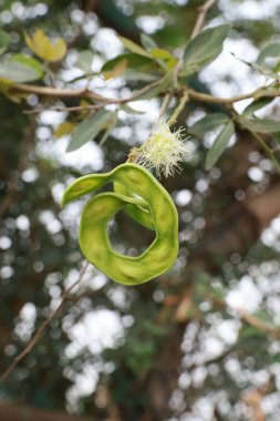 Manila Tamarind (Pithecellobium Dulce) Ağacın Üzerinde Olgun ve Olgunlaşmamış Jalebi Meyvesi