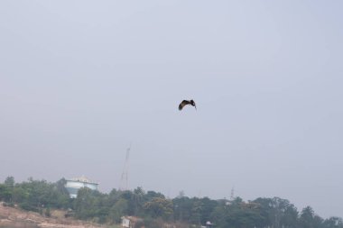 Görkemli Uçan Kuş Açık Mavi Gökyüzüne Karşı Özgürlük ve Doğa Hareketi