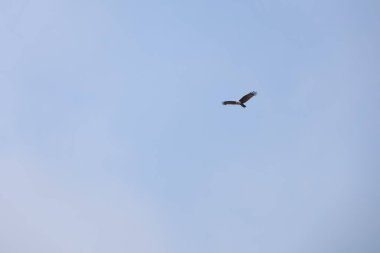 Görkemli Uçan Kuş Açık Mavi Gökyüzüne Karşı Özgürlük ve Doğa Hareketi