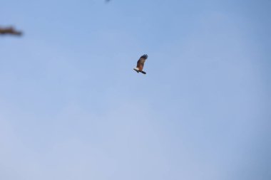 Görkemli Uçan Kuş Açık Mavi Gökyüzüne Karşı Özgürlük ve Doğa Hareketi