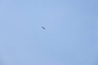 Görkemli Uçan Kuş Açık Mavi Gökyüzüne Karşı Özgürlük ve Doğa Hareketi