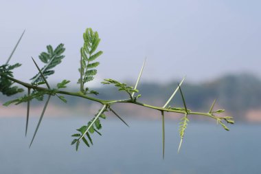 Doğada Keskin Omurgalı Acacia Cornigera Thorny Bullhorn Acacia