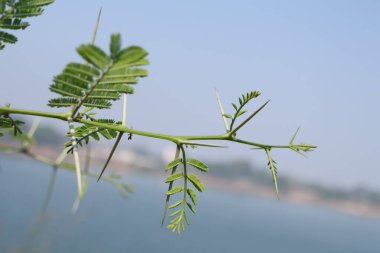 Doğada Keskin Omurgalı Acacia Cornigera Thorny Bullhorn Acacia