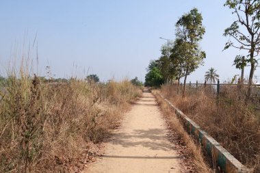 Serene Pathway Park 'ta Huzurlu Yürüyüş Doğa ile çevrili