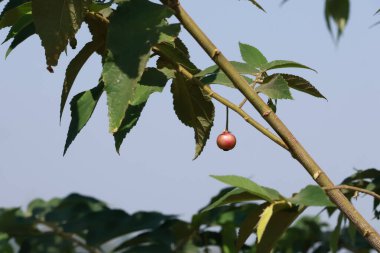 Muntingia Calabura Kiraz Ağacı Olgun ve Olgunlaşmamış Meyve Dalında