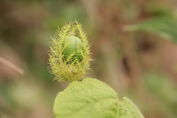 Yeşil Çiçekli Bud Doğa Detaylarının Soyut Makro Çekimi