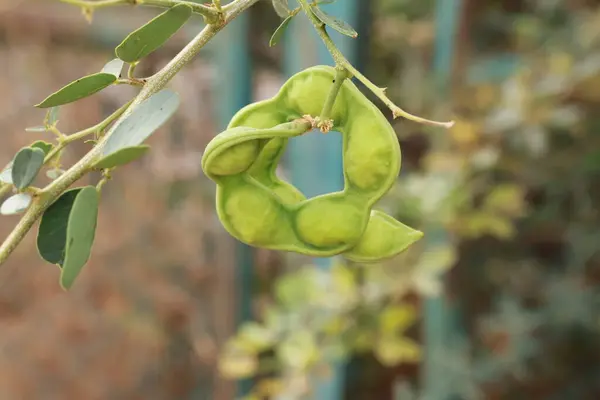 Manila Tamarind (Pithecellobium Dulce) Ağacın Üzerinde Olgun ve Olgunlaşmamış Jalebi Meyvesi