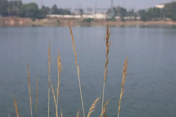 Kurumuş Çimenlerin Yakın Çekimi, Su Gölü Arkaplan Sükunet Doğa Sahnesi