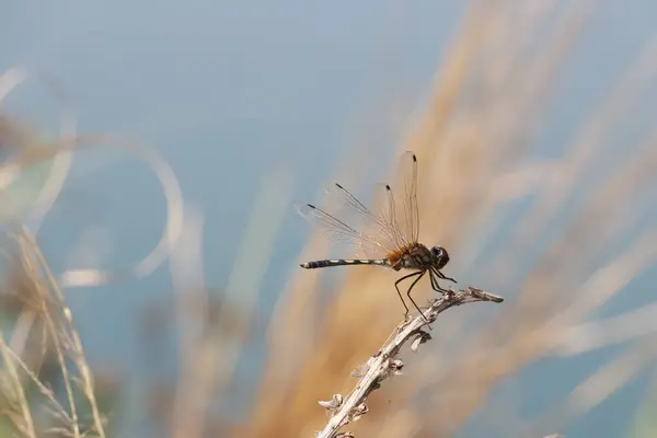Narin Yusufçuk Küçük Bir Dalda Dinleniyor Doğanın Karmaşık Güzelliği