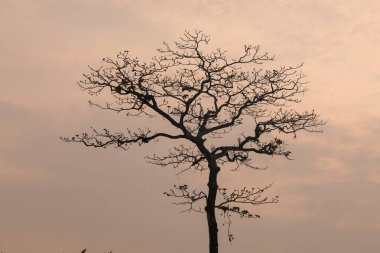Mavi Gök Yapraksız Gök Ağacına Karşı Doğada Bulutlu Arkaplan