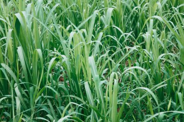 Yeşil Çimlere Çiy damlaları Taze Sabah Doğası Yakın Çekim