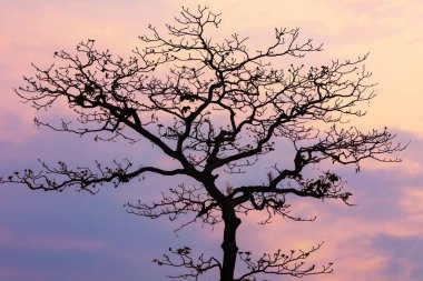 Mavi Gök Yapraksız Gök Ağacına Karşı Doğada Bulutlu Arkaplan