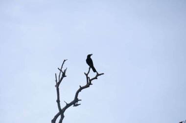Ağacın dalında oturan tek bir kuş Vahşi doğada huzurlu bir an.