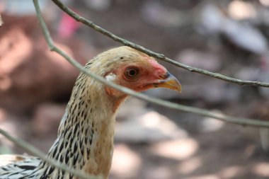 Beyaz Tavuk Başı Bir Çiftlik Tavuğunun Yakın Çekim Portresi