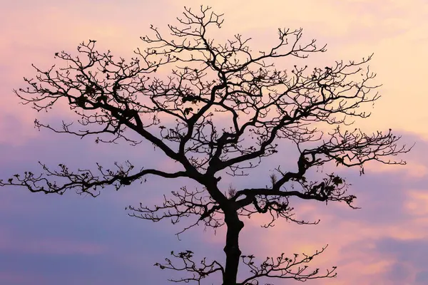 Mavi Gök Yapraksız Gök Ağacına Karşı Doğada Bulutlu Arkaplan