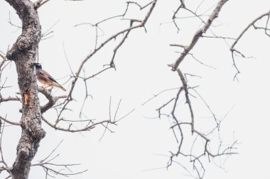 Soyut Ağaç Dalında Oturan Kuş Sanatsal Doğadan İlham Almış Kompozisyon