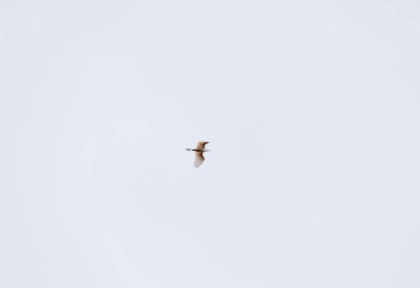 Zarif Beyaz Kuş Gökyüzünde Doğanın Görkemli Fotoğraflarında Uçuyor