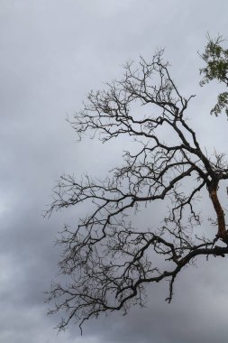 Soyut Yapraksız Ağaç Sanatı Minimalist Doğadan İlham Almış Tasarım