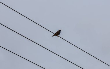 Elektrik hattında oturan Yalnız Kuş Minimalist Şehir Doğası Fotoğrafçılığı