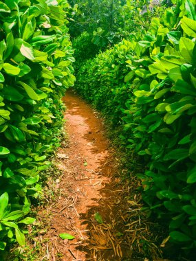 Bulutlu Gökyüzünün Altındaki Kirli Yol Yeşiller Tarlasında