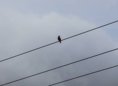 Elektrik hattında oturan Yalnız Kuş Minimalist Şehir Doğası Fotoğrafçılığı