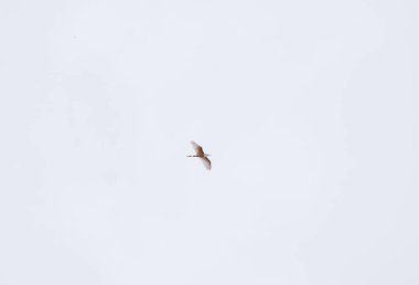 Zarif Beyaz Kuş Gökyüzünde Doğanın Görkemli Fotoğraflarında Uçuyor