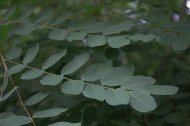 Green leaves lined up neatly with blurred background