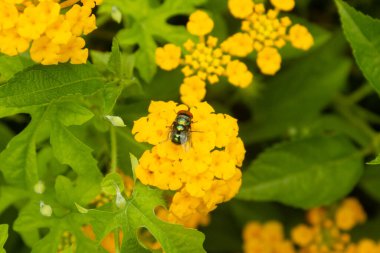 Güzel sarı bir çiçeğin üzerindeki sinek.