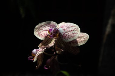 The Moon Orchid (Phalaenopsis) blooms beautifully on a black background, at Jatim Park 1 Malang