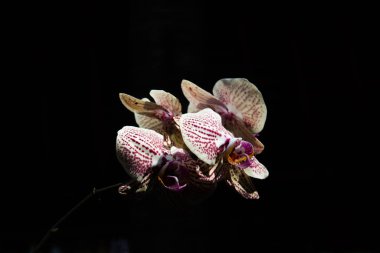 The Moon Orchid (Phalaenopsis) blooms beautifully on a black background, at Jatim Park 1 Malang