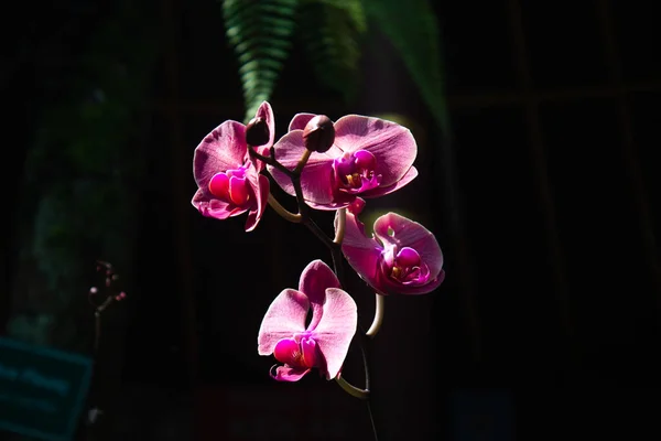 The Moon Orchid (Phalaenopsis) blooms beautifully on a black background, at Jatim Park 1 Malang