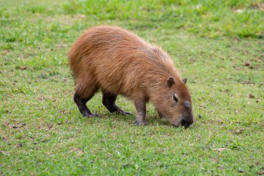 Vahşi Güney Amerika Capybara 'sı seçici bir odak noktasında otlanıyor.