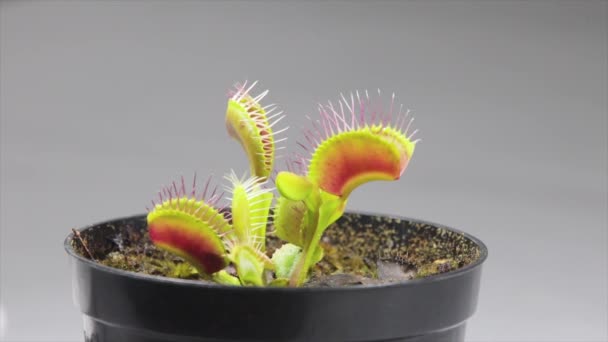 Bladeren Van Venusvlieg Dionaea Muscipula Subtropische Vleesetende Plant Bij Het — Stockvideo