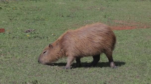 Capybara Pasoucí Pokojně Slunečném Dni Trávě Vedle Jezera Videu — Stock video