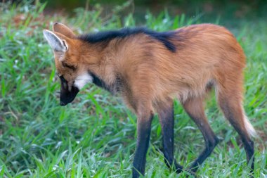 Guar Wolf (Chrysocyon brachyurus) Brezilya Cerrado Biomu 'nda yaşar. 