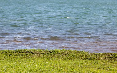 Arka planda bulanıklık olan kara ve su. Önplanda çimenler