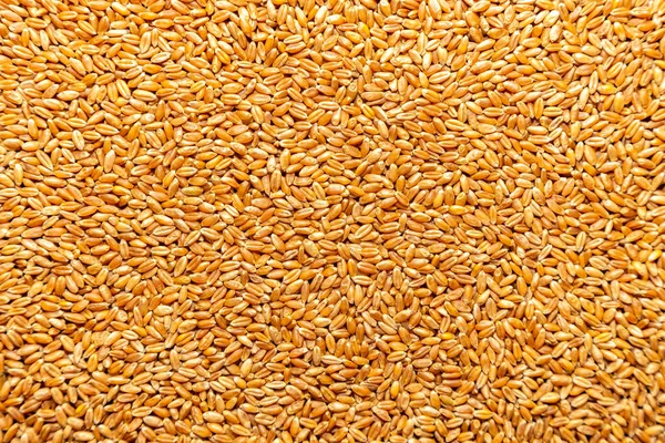 Texture with wheat grains in full frame top view