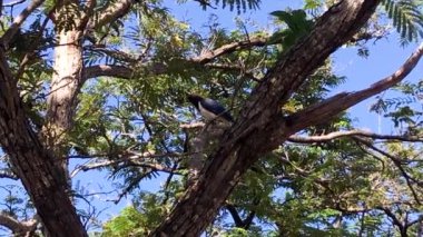 The crane (Cyanocorax cristatellus) is a passerine bird of the family Corvidae. It is also known as gralha-do-peito-branco, espanta-boiada, canco-da-chapada, pega, and gralha-do-cerrado