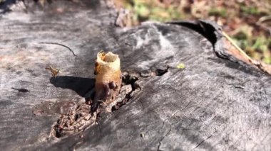 Small stingless bees, native to Brazilian forests, known as jata bees or mirim bees in video