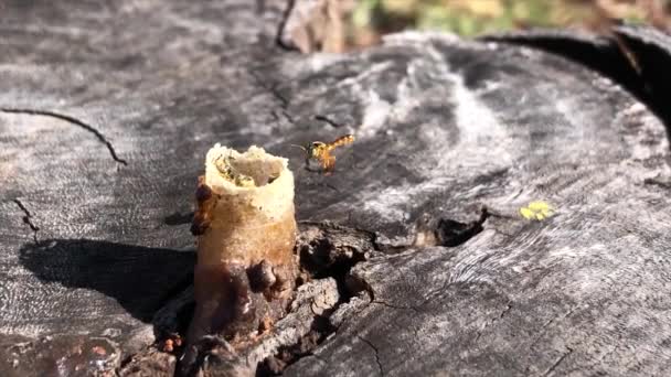 Stingless Bees Native Brazilian Forests Known Jata Bees Mirim Bees — Stock video