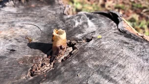 Small Stingless Bees Native Brazilian Forests Known Jata Bees Mirim — Stockvideo