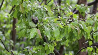 Sounds of the rainforest with gentle rain on the leaves and birds chirping. 