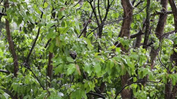 High Definition Video Raining Rainforest Birds Singing Trush Orange Curruira — стоковое видео